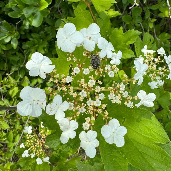 Viburnum opulus: Plant in habitat Temperate forest in the NatureSpots App