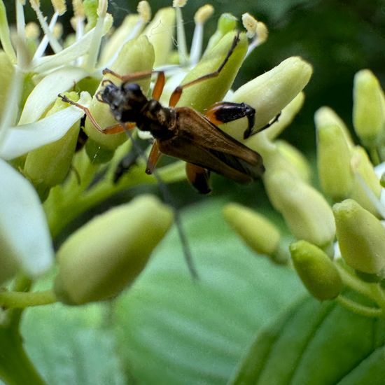 Roter Hartriegel: Pflanze im Habitat Wald der gemäßigten Breiten in der NatureSpots App