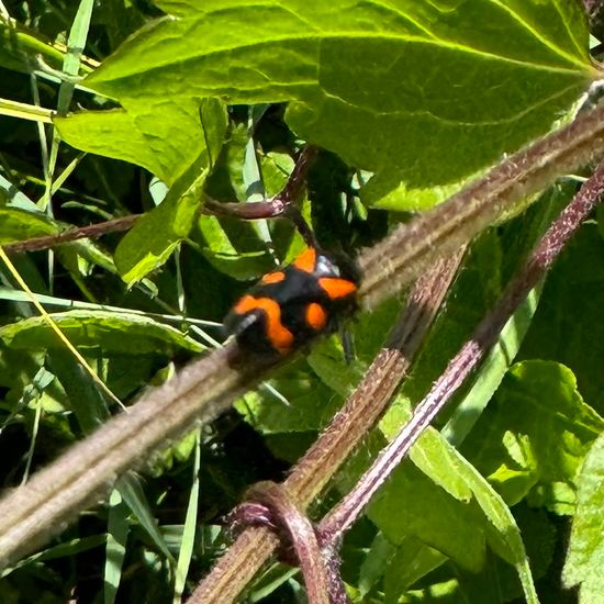 Blutzikaden: Tier im Habitat Landwirtschaftliche Wiese in der NatureSpots App