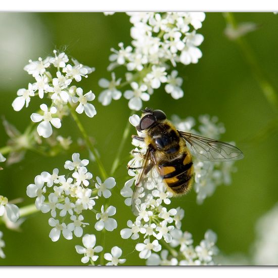 Totenkopfschwebfliege: Tier im Habitat Grasland und Büsche in der NatureSpots App