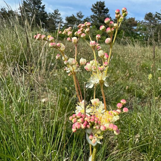 Filipendula vulgaris: Plant in habitat Mountain in the NatureSpots App