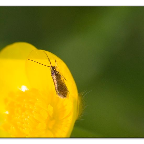 Micropterix calthella: Animal in habitat Buffer strip in the NatureSpots App