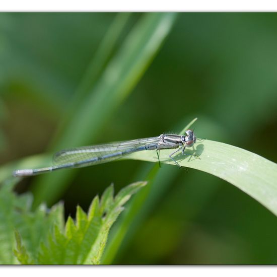 Azure damselfly: Animal in habitat Buffer strip in the NatureSpots App