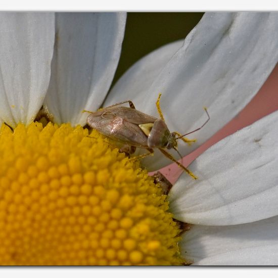 Lygus rugulipennis: Tier im Habitat Ackerrandstreifen in der NatureSpots App