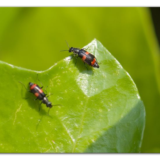 Anthocomus fasciatus: Animal in habitat Garden in the NatureSpots App