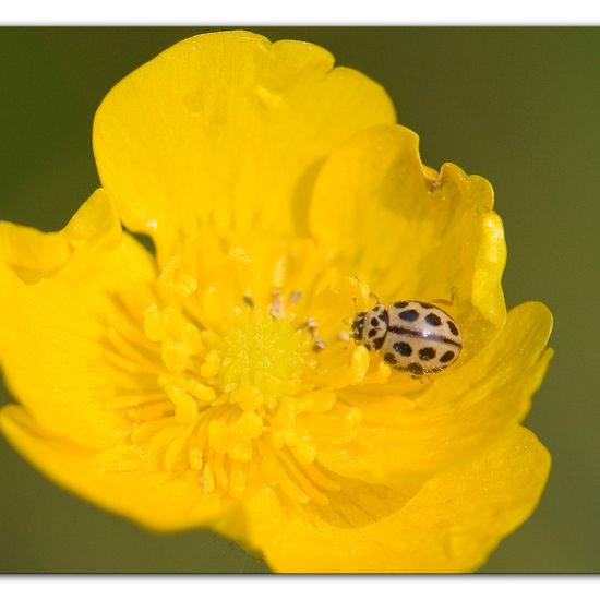 Sechzehnpunkt-Marienkäfer: Tier im Habitat Ackerrandstreifen in der NatureSpots App