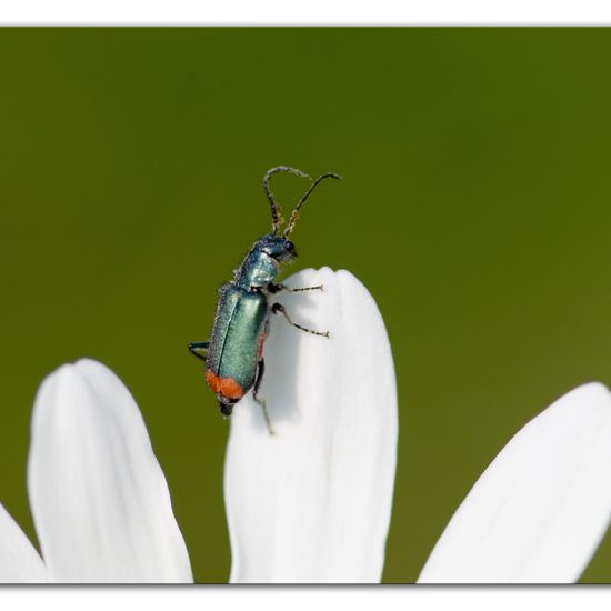 Zweifleckiger Zipfelkäfer: Tier im Habitat Ackerrandstreifen in der NatureSpots App