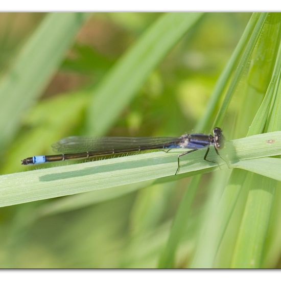 Blue-tailed damselfly: Animal in habitat Buffer strip in the NatureSpots App