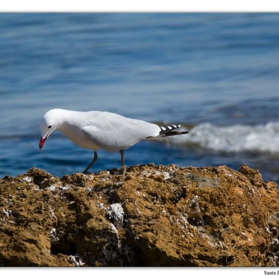 Ichthyaetus audouinii: Animal in habitat Rocky coast in the NatureSpots App