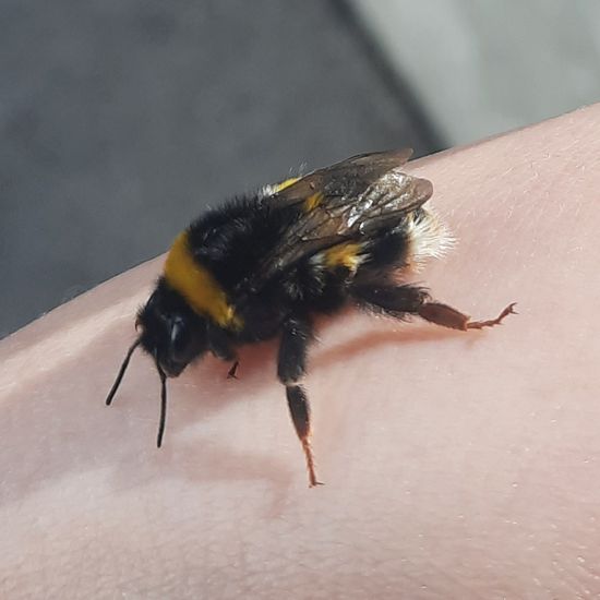 Dunkle Erdhummel: Tier im Habitat Stadt und Garten in der NatureSpots App