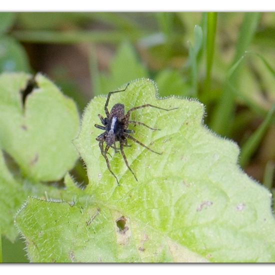 Eine unbekannte Art: Tier im Habitat Anderes Waldhabitat in der NatureSpots App