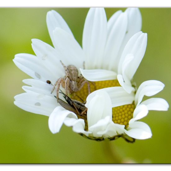 Eine unbekannte Art: Tier im Habitat Ackerrandstreifen in der NatureSpots App