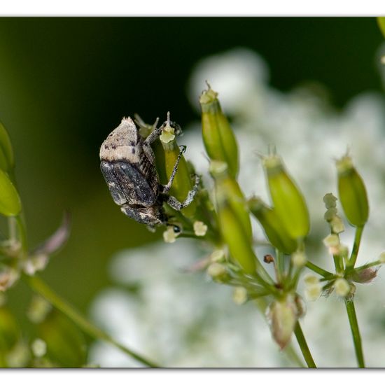 Valgus hemipterus: Animal in habitat Road or Transportation in the NatureSpots App