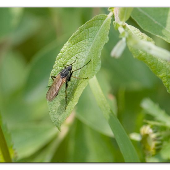 Empis tessellata: Animal in habitat Buffer strip in the NatureSpots App