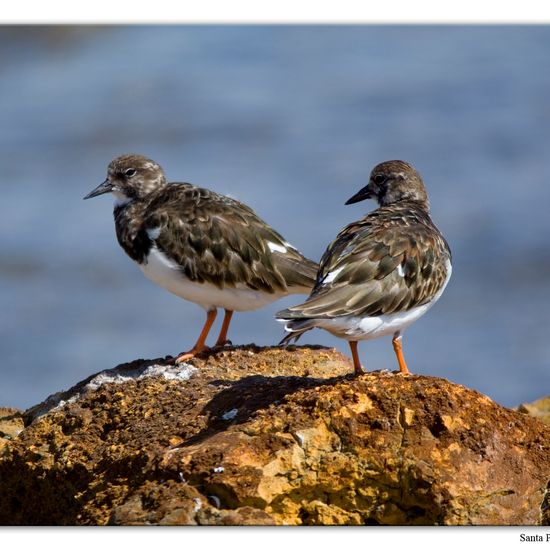 Steinwälzer: Tier im Habitat Felsküste in der NatureSpots App