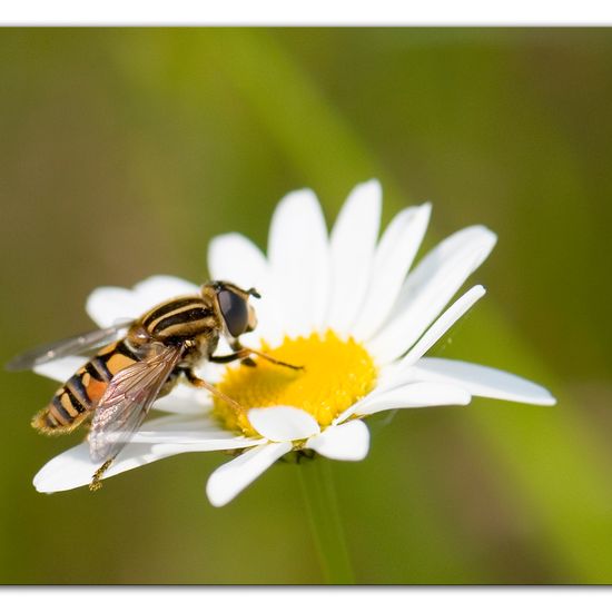 Helophilus pendulus: Animal in habitat Buffer strip in the NatureSpots App