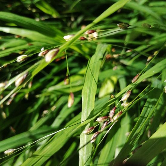 Einblütiges Perlgras: Pflanze im Habitat Garten in der NatureSpots App