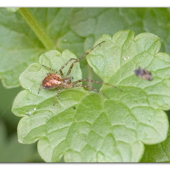 Herbstspinnen: Tier im Habitat Anderes Waldhabitat in der NatureSpots App