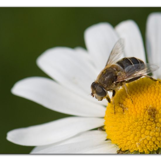 Eristalis nemorum: Animal in habitat Buffer strip in the NatureSpots App