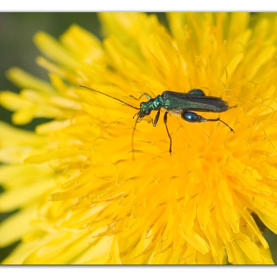 Grüner Scheinbockkäfer: Tier im Habitat Ackerrandstreifen in der NatureSpots App