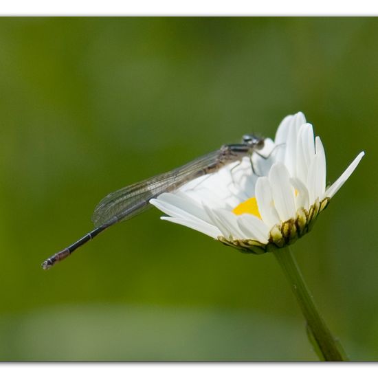 Azure damselfly: Animal in habitat Buffer strip in the NatureSpots App