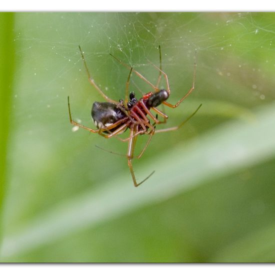 Linyphia hortensis: Tier im Habitat Anderes Waldhabitat in der NatureSpots App