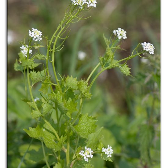 Alliaria petiolata: Plant in habitat Buffer strip in the NatureSpots App