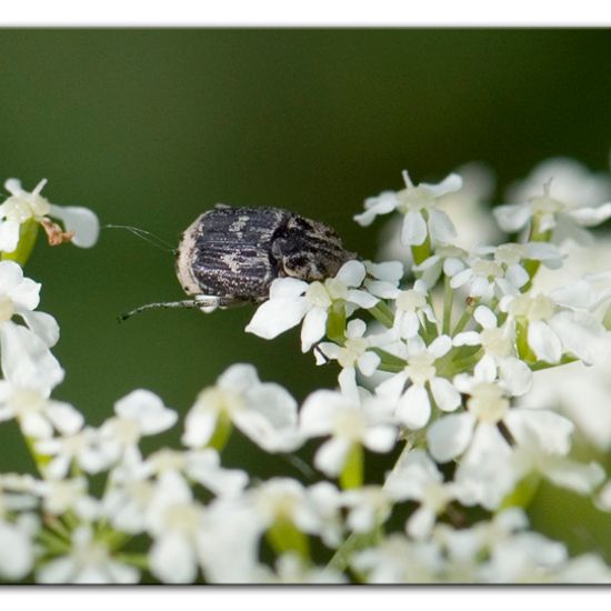 Valgus hemipterus: Animal in habitat Road or Transportation in the NatureSpots App