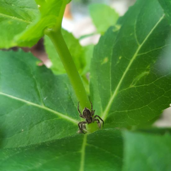 Philodromus dispar: Tier im Habitat Garten in der NatureSpots App