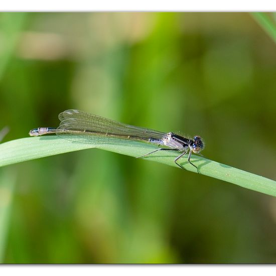 Blue-tailed damselfly: Animal in habitat Buffer strip in the NatureSpots App