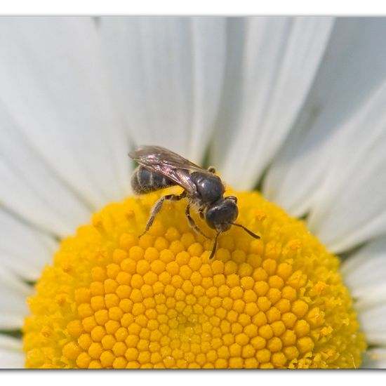 Eine unbekannte Art: Tier im Habitat Ackerrandstreifen in der NatureSpots App