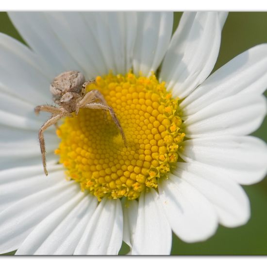 Eine unbekannte Art: Tier im Habitat Ackerrandstreifen in der NatureSpots App