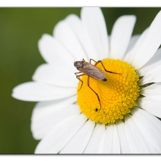 Empis opaca: Tier im Habitat Ackerrandstreifen in der NatureSpots App