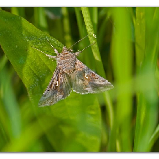 Gammaeule: Tier im Habitat Ackerrandstreifen in der NatureSpots App