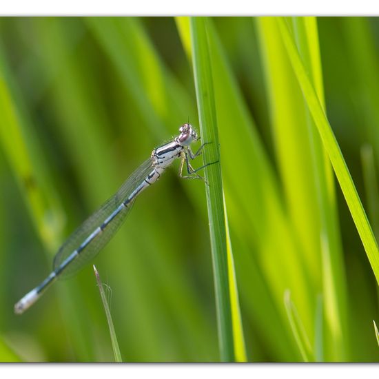 Azure damselfly: Animal in nature in the NatureSpots App