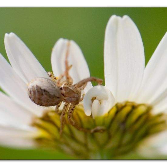 Unknown species: Animal in habitat Buffer strip in the NatureSpots App