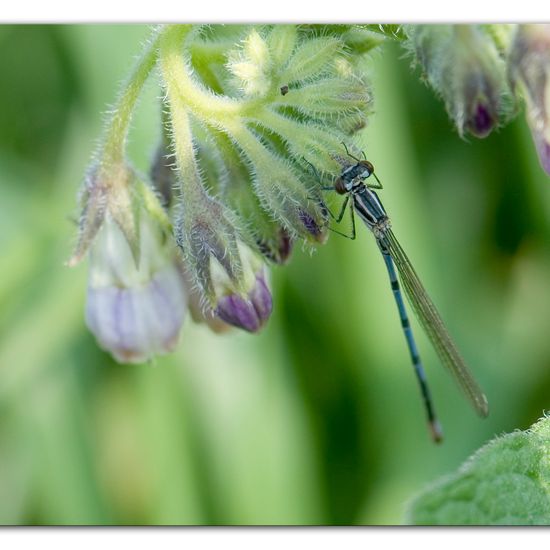 Azure damselfly: Animal in habitat Buffer strip in the NatureSpots App