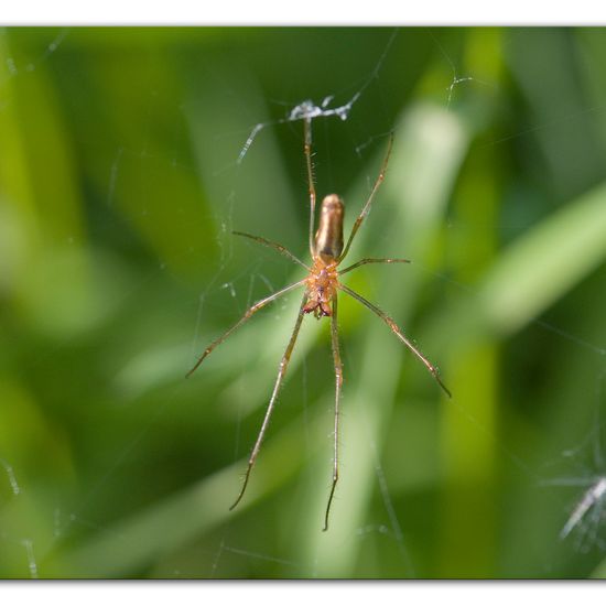 Eine unbekannte Art: Tier im Habitat Anderes Waldhabitat in der NatureSpots App