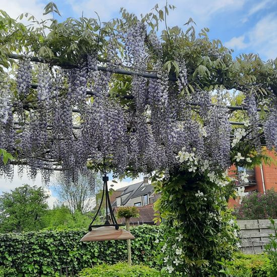 Landschaft: Stadt und Garten im Habitat Garten in der NatureSpots App