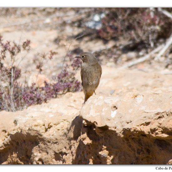 Black Redstart: Animal in habitat Rocky coast in the NatureSpots App