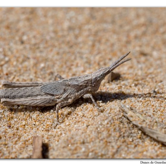 Pyrgomorpha conica: Tier im Habitat Sandküste in der NatureSpots App