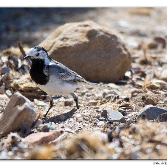 Bachstelze: Tier im Habitat Felsküste in der NatureSpots App