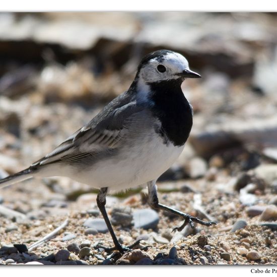 White Wagtail: Animal in habitat Rocky coast in the NatureSpots App