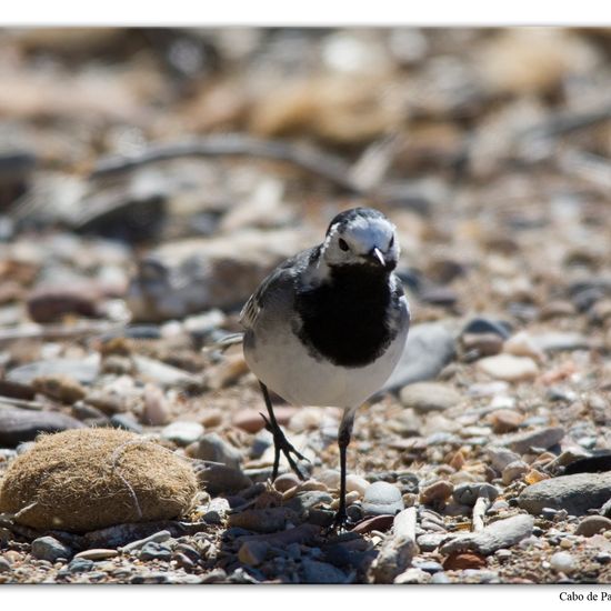 Bachstelze: Tier im Habitat Felsküste in der NatureSpots App