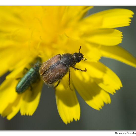 Phyllopertha horticola: Animal in habitat Sandy coast in the NatureSpots App