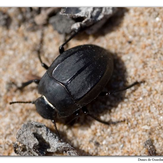 Eine unbekannte Art: Tier im Habitat Sandküste in der NatureSpots App