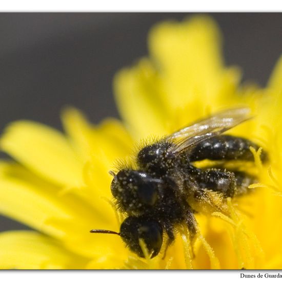 Panurgus calcaratus: Tier im Habitat Sandküste in der NatureSpots App