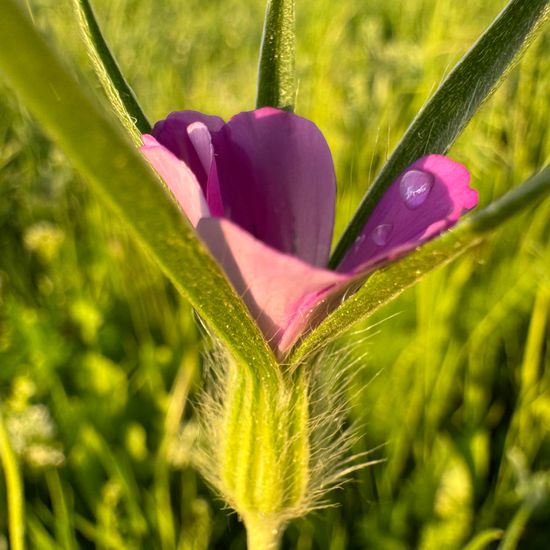 Kornrade: Pflanze im Habitat Landwirtschaftliche Wiese in der NatureSpots App