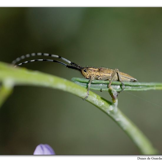 Agapanthia villosoviridescens: Animal in habitat Sandy coast in the NatureSpots App