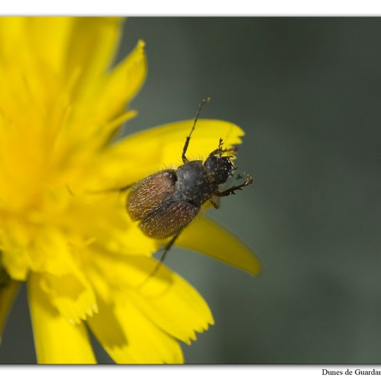 Phyllopertha horticola: Animal in habitat Sandy coast in the NatureSpots App